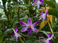 Red dendrodium orchids are being cultivated at a home orchid cultivation in Ampeldento Village, Malang, East Java, Indonesia, on May 26, 202...