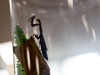 African twig mantis is displayed as Polish and exotic insects and reptiles are exhibited by breeders and scientists during an XXII National...