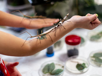 Children watch stick insects as Polish and exotic insects and reptiles are exhibited by breeders and scientists during an XXII National Inse...