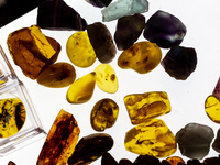 amber with fossils are seen as Polish and exotic insects and reptiles are exhibited by breeders and scientists during an XXII National Insec...