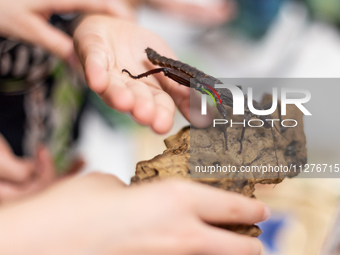 People watch Eurycantha calcarata as Polish and exotic insects and reptiles are exhibited by breeders and scientists during an XXII National...