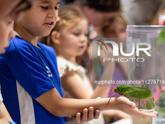 Children watch Long-Legged Katydid as Polish and exotic insects and reptiles are exhibited by breeders and scientists during an XXII Nationa...