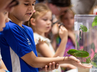 Children watch Long-Legged Katydid as Polish and exotic insects and reptiles are exhibited by breeders and scientists during an XXII Nationa...