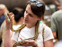 A woman watches a California kingsnake as she visits and exotic insects and reptiles exhibited by breeders and scientists during an XXII Nat...