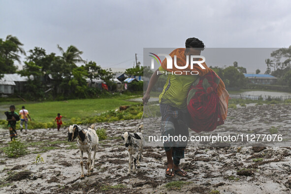 A man is walking with his cattle and belongings towards a shelter during a rainfall in Kuakata, Bangladesh, on May 26, 2024, ahead of cyclon...