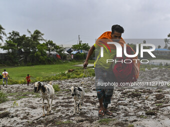 A man is walking with his cattle and belongings towards a shelter during a rainfall in Kuakata, Bangladesh, on May 26, 2024, ahead of cyclon...