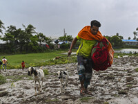 A man is walking with his cattle and belongings towards a shelter during a rainfall in Kuakata, Bangladesh, on May 26, 2024, ahead of cyclon...