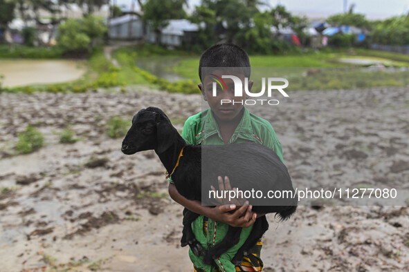 A boy with his cattle is walking towards a shelter during a rainfall in Kuakata, Bangladesh, on May 26, 2024, ahead of cyclone Remal's landf...