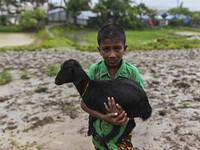 A boy with his cattle is walking towards a shelter during a rainfall in Kuakata, Bangladesh, on May 26, 2024, ahead of cyclone Remal's landf...