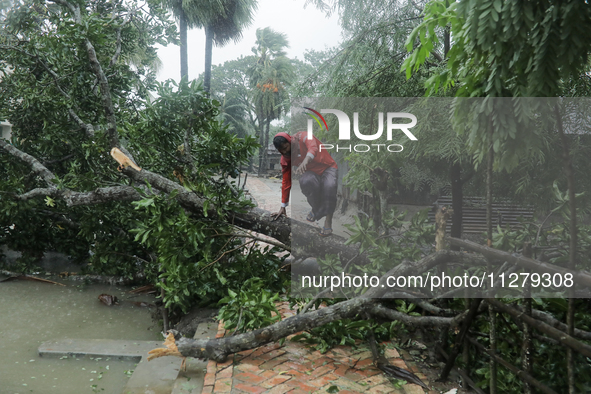 A man is crossing a tree wiped out by heavy wind as Cyclone Remal is landing in Satkhira, Bangladesh, on May 27, 2024. 