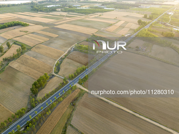 A harvest of wheat is being seen on a vast field in Lianyungang, China, on May 27, 2024. 