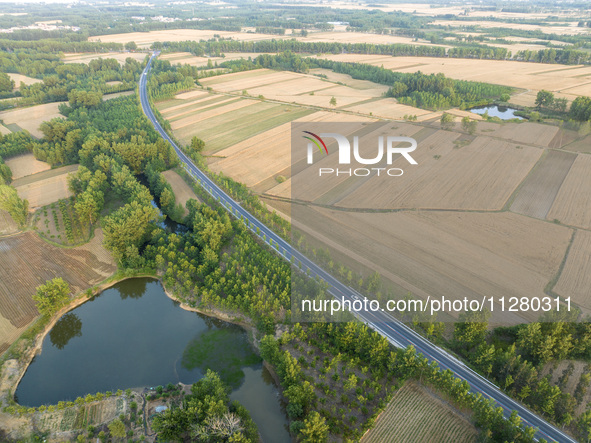 A harvest of wheat is being seen on a vast field in Lianyungang, China, on May 27, 2024. 