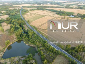 A harvest of wheat is being seen on a vast field in Lianyungang, China, on May 27, 2024. (