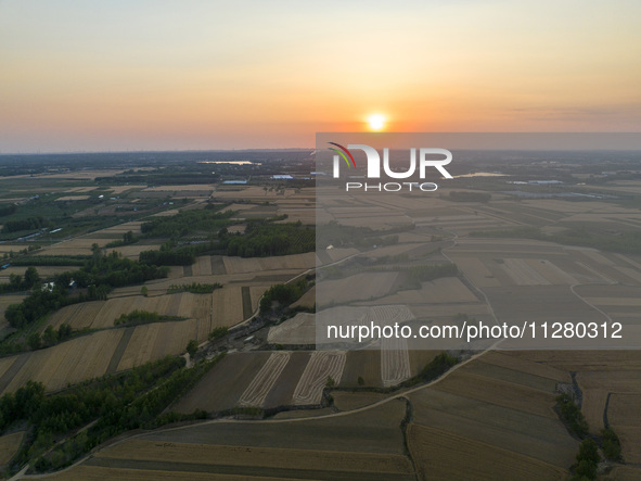 A harvest of wheat is being seen on a vast field in Lianyungang, China, on May 27, 2024. 