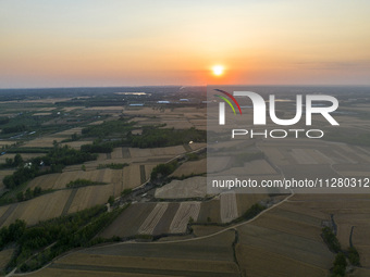 A harvest of wheat is being seen on a vast field in Lianyungang, China, on May 27, 2024. (