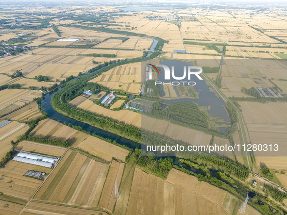 A harvest of wheat is being seen on a vast field in Lianyungang, China, on May 27, 2024. 