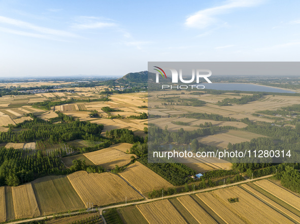 A harvest of wheat is being seen on a vast field in Lianyungang, China, on May 27, 2024. 