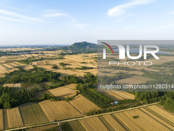 A harvest of wheat is being seen on a vast field in Lianyungang, China, on May 27, 2024. (