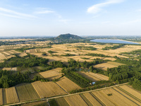 A harvest of wheat is being seen on a vast field in Lianyungang, China, on May 27, 2024. (