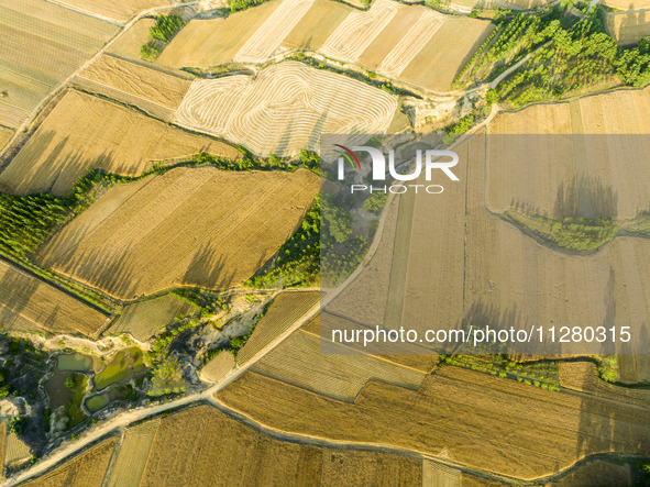 A harvest of wheat is being seen on a vast field in Lianyungang, China, on May 27, 2024. 