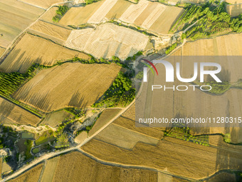 A harvest of wheat is being seen on a vast field in Lianyungang, China, on May 27, 2024. (