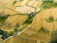 A harvest of wheat is being seen on a vast field in Lianyungang, China, on May 27, 2024. (