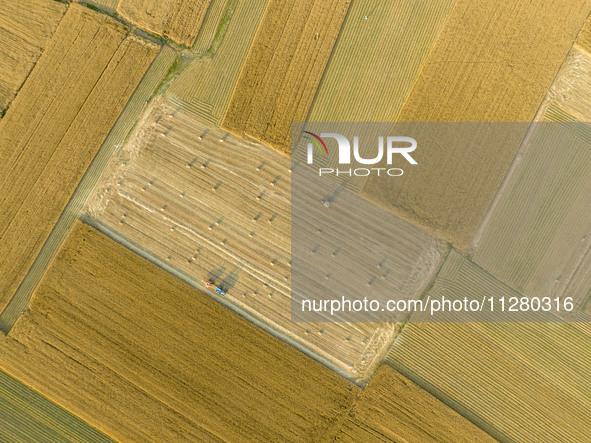 A harvest of wheat is being seen on a vast field in Lianyungang, China, on May 27, 2024. 