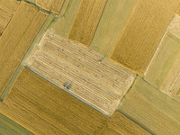 A harvest of wheat is being seen on a vast field in Lianyungang, China, on May 27, 2024. (