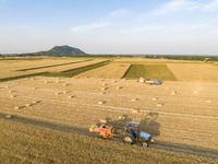 A harvest of wheat is being seen on a vast field in Lianyungang, China, on May 27, 2024. (