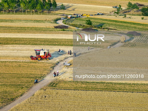 A harvest of wheat is being seen on a vast field in Lianyungang, China, on May 27, 2024. 