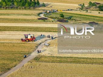 A harvest of wheat is being seen on a vast field in Lianyungang, China, on May 27, 2024. (