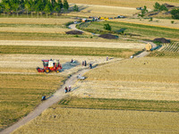 A harvest of wheat is being seen on a vast field in Lianyungang, China, on May 27, 2024. (