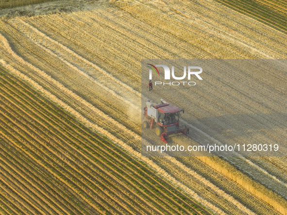 A harvest of wheat is being seen on a vast field in Lianyungang, China, on May 27, 2024. 