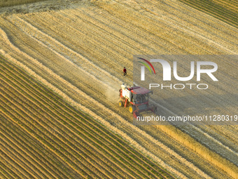 A harvest of wheat is being seen on a vast field in Lianyungang, China, on May 27, 2024. (