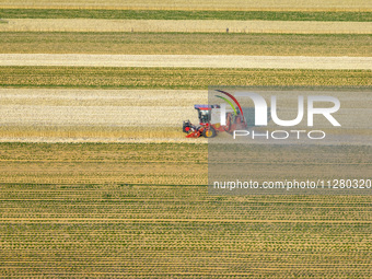 A harvest of wheat is being seen on a vast field in Lianyungang, China, on May 27, 2024. (