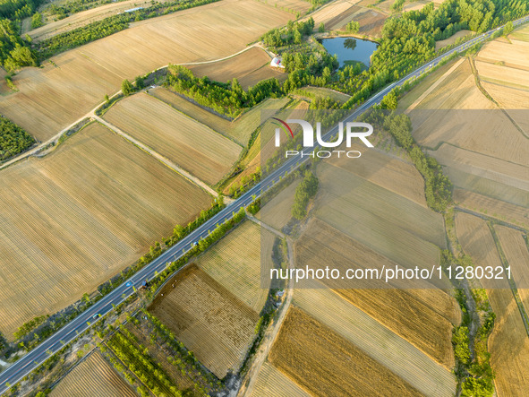 A harvest of wheat is being seen on a vast field in Lianyungang, China, on May 27, 2024. 