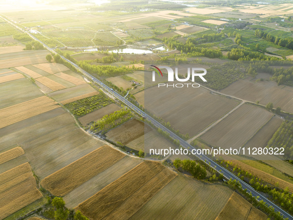 A harvest of wheat is being seen on a vast field in Lianyungang, China, on May 27, 2024. 