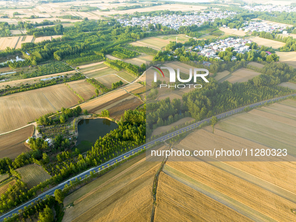 A harvest of wheat is being seen on a vast field in Lianyungang, China, on May 27, 2024. 