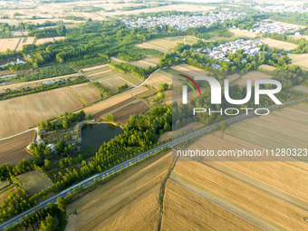 A harvest of wheat is being seen on a vast field in Lianyungang, China, on May 27, 2024. (