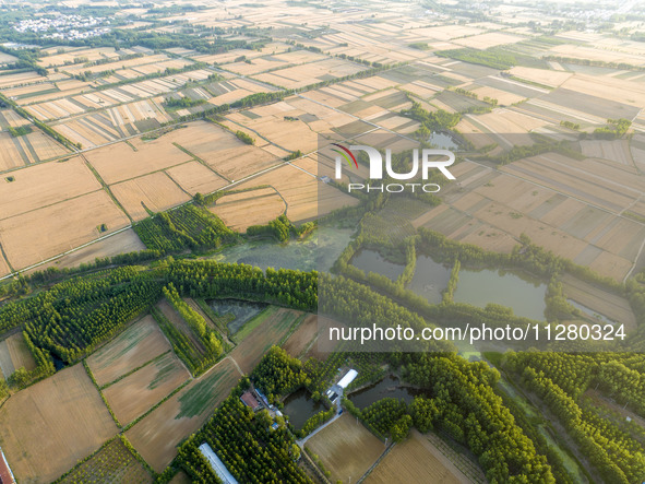 A harvest of wheat is being seen on a vast field in Lianyungang, China, on May 27, 2024. 