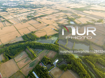 A harvest of wheat is being seen on a vast field in Lianyungang, China, on May 27, 2024. (