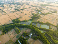 A harvest of wheat is being seen on a vast field in Lianyungang, China, on May 27, 2024. (