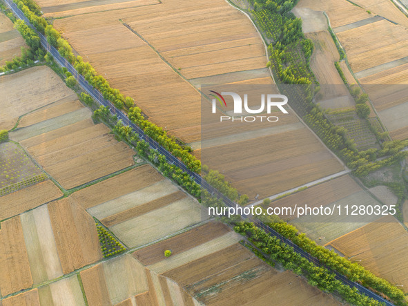 A harvest of wheat is being seen on a vast field in Lianyungang, China, on May 27, 2024. 