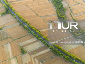 A harvest of wheat is being seen on a vast field in Lianyungang, China, on May 27, 2024. (