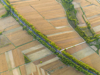 A harvest of wheat is being seen on a vast field in Lianyungang, China, on May 27, 2024. (