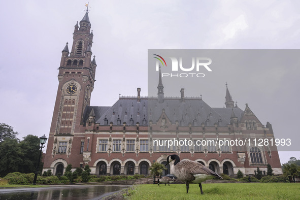 The birds are gathering on the lawn in front of the Peace Palace, where the International Court of Justice (ICJ) is located. The UN's top co...