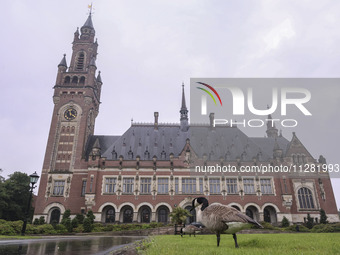 The birds are gathering on the lawn in front of the Peace Palace, where the International Court of Justice (ICJ) is located. The UN's top co...