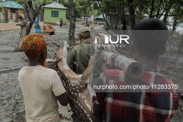 An injured pregnant deer is being transported by forest department officials as it is floated at the western outskirts of Sunderban amidst C...