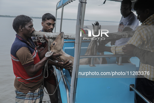 An injured pregnant deer is being transported by forest department officials as it is floated at the western outskirts of Sunderban amidst C...