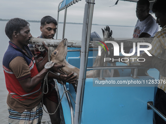 An injured pregnant deer is being transported by forest department officials as it is floated at the western outskirts of Sunderban amidst C...